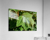 DSC 0014 Acrylic Print