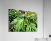 DSC 0013 Acrylic Print