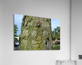 DSC 0019 Acrylic Print