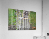 DSC 0224 Acrylic Print