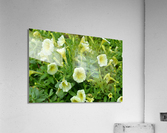 DSC 0241 Acrylic Print