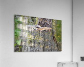 DSC 0225 Acrylic Print