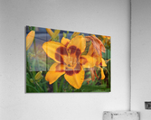 DSC 0228 Acrylic Print