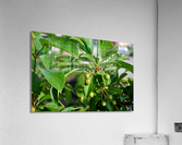 DSC 0269 Acrylic Print