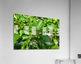 DSC 0268 Acrylic Print