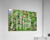DSC 0279 Acrylic Print