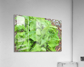 JK09 Acrylic Print