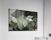 DSC 0316 Acrylic Print
