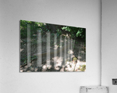 DSC 0432 Acrylic Print