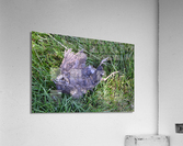 DSC 0480 Acrylic Print