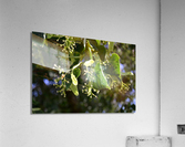 DSC 0092 Acrylic Print