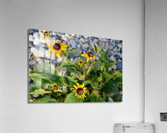 DSC 0200 Acrylic Print