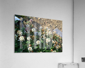 DSC 0198 Acrylic Print