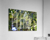 DSC 0091 Acrylic Print