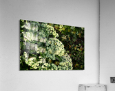 DSC 0088 Acrylic Print
