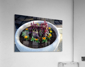 DSC 0077 Acrylic Print