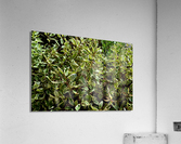 DSC 0083 Acrylic Print