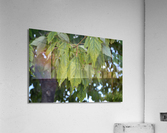 DSC 0212 Acrylic Print
