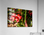DSC 0261 Acrylic Print