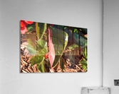 DSC 0262 Acrylic Print