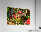 DSC 0266 Acrylic Print