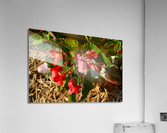 DSC 0255 Acrylic Print