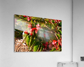 DSC 0267 Acrylic Print