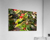 DSC 0260 Acrylic Print