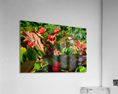 DSC 0265 Acrylic Print