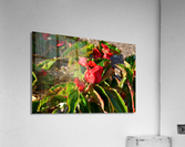 DSC 0256 Acrylic Print