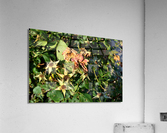 DSC 0270 Acrylic Print