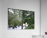 DSC 0226 Acrylic Print