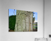 DSC 0017 Acrylic Print