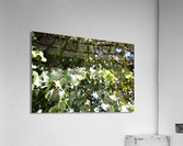 DSC 0171 Acrylic Print