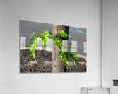 DSC 0161 02 Acrylic Print