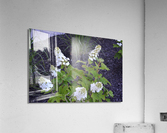 DSC 0341 Acrylic Print