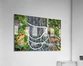 DSC 0262 Acrylic Print