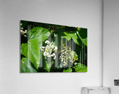 DSC 0392 Acrylic Print