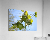 DSC 0491 Acrylic Print