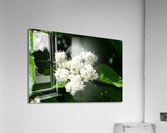 DSC 0384 Acrylic Print