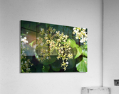 DSC 0391 Acrylic Print