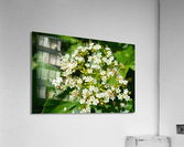 DSC 0387 Acrylic Print