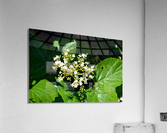 DSC 0393 Acrylic Print