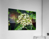 DSC 0389 Acrylic Print