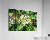 DSC 0390 Acrylic Print