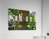 DSC 0439 Acrylic Print