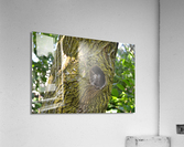 DSC 0436 Acrylic Print