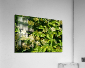DSC 0381 Acrylic Print