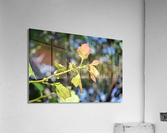 DSC 0037 Acrylic Print