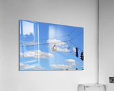 DSC 0105 Acrylic Print